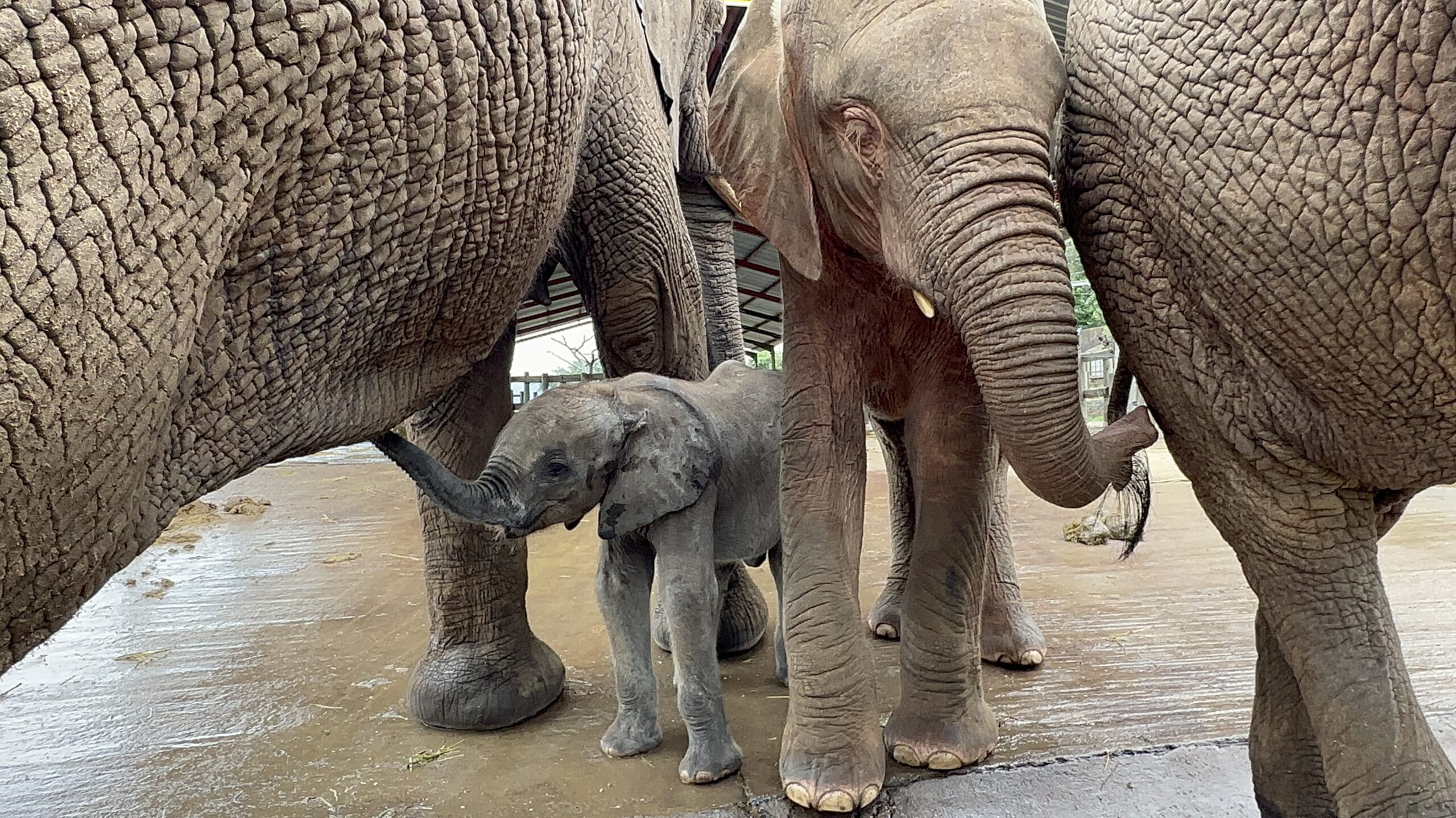 Young Elephants, Timisa & Khanyisa Show Great Interest in Orphan, Phabeni