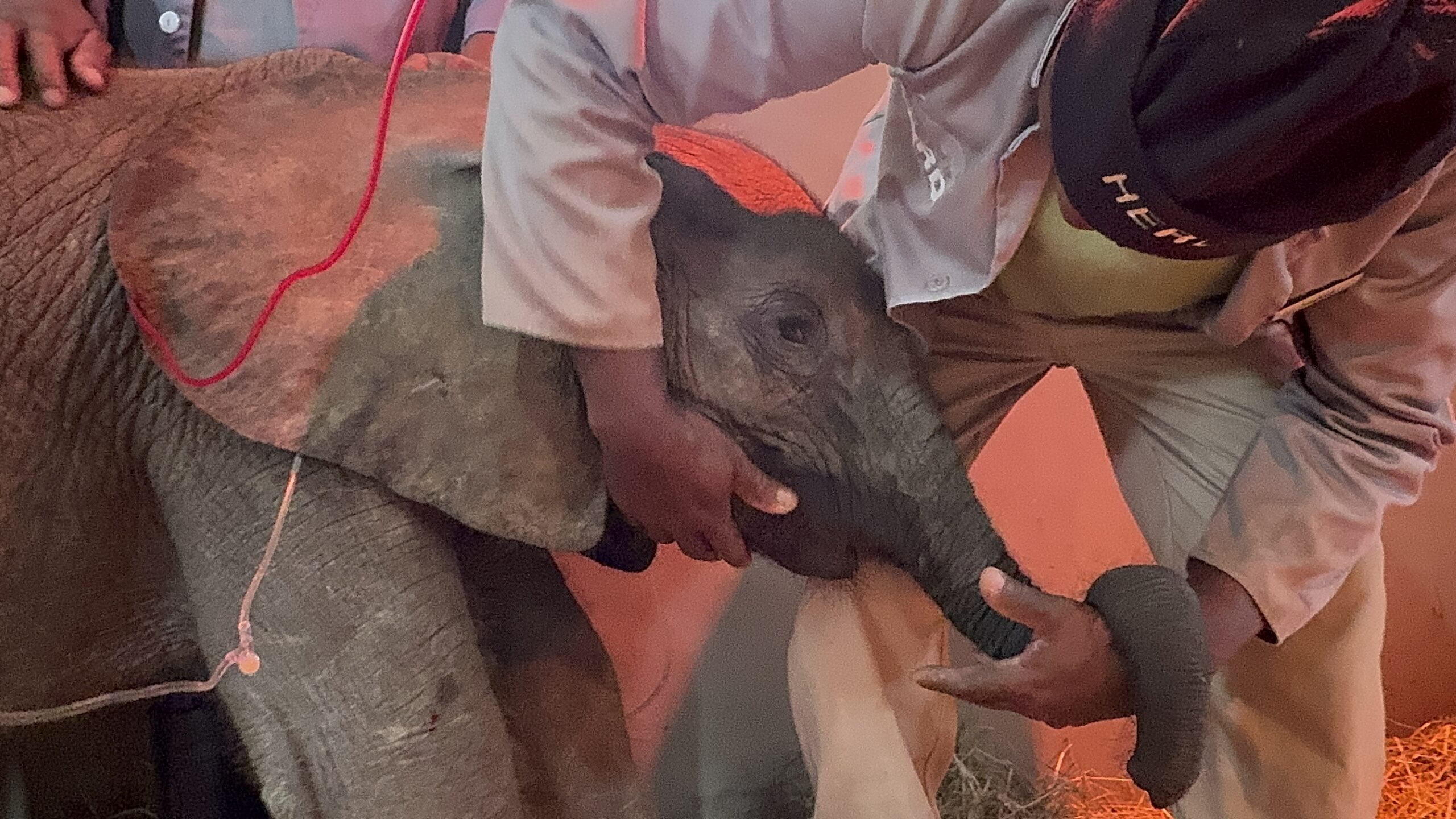 An Update on Phabeni’s Health – Blood Transfusions and X-Rays | PART 2