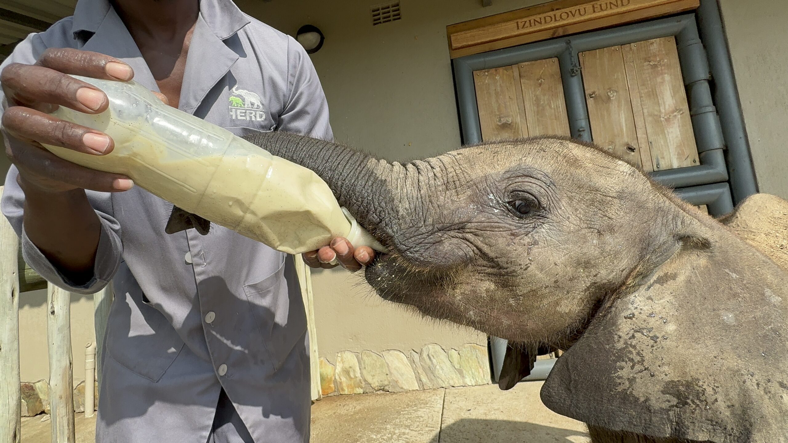 Baby Elephant Bull, Phabeni’s Health Update – PART 1
