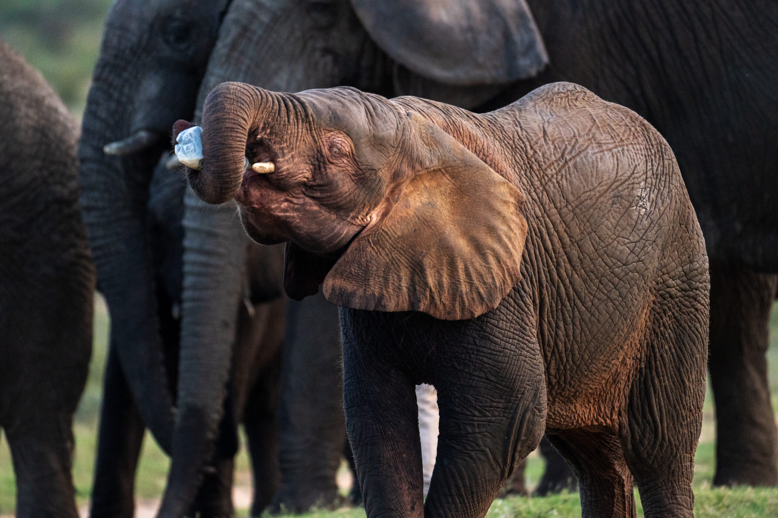 Milk Moments with Elephants, Khanyisa & Phabeni