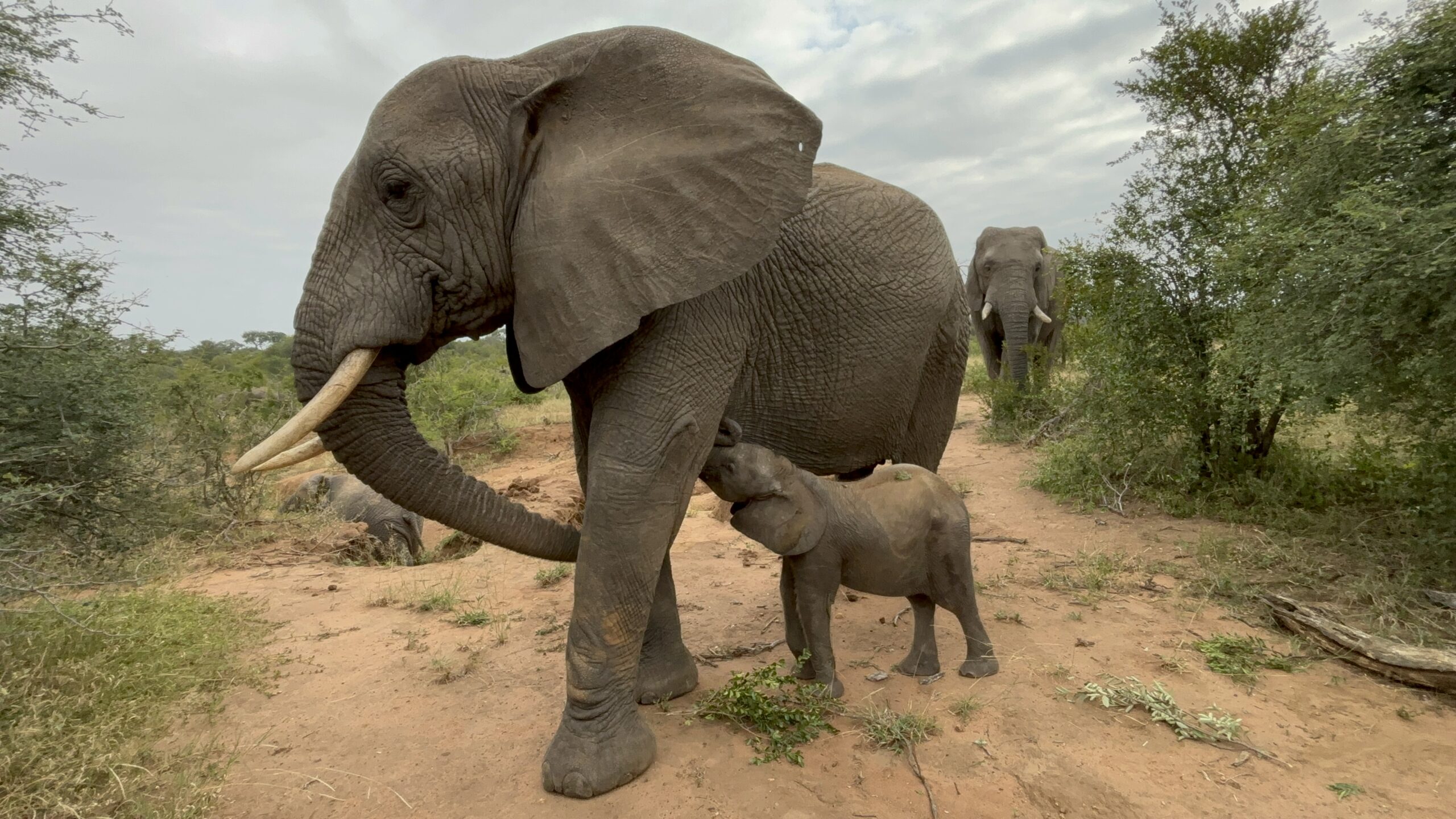 The Elephant Herd’s Response to the Loss of Phabeni
