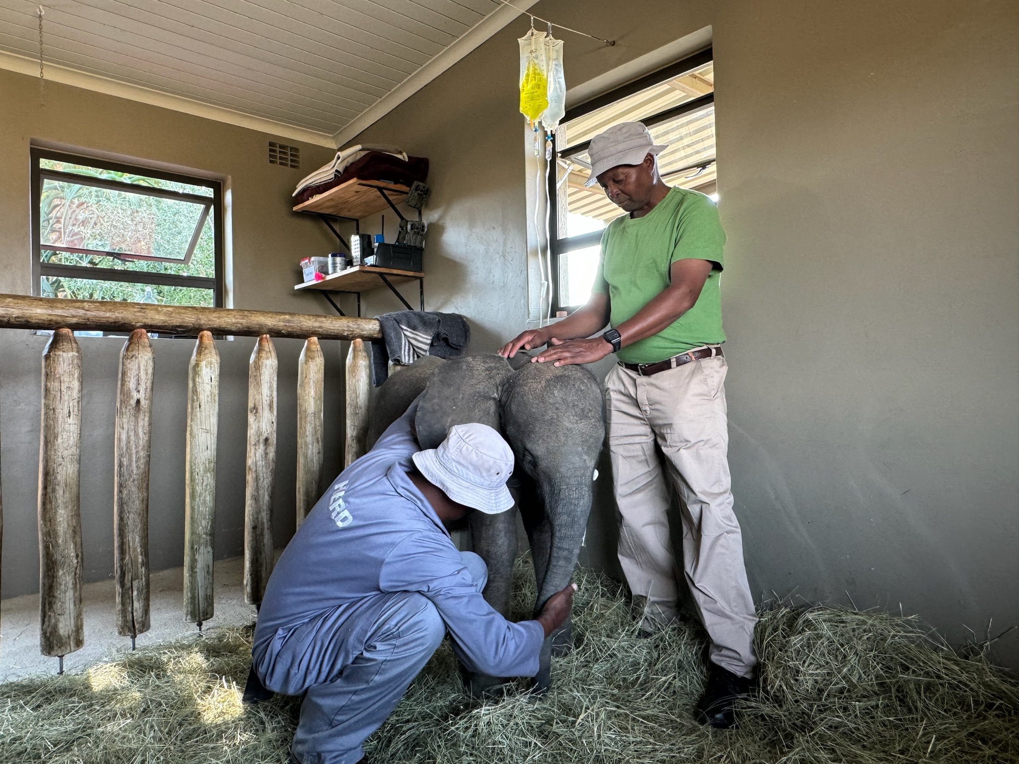 On the Road to Healing with Baby Elephant, Phabeni