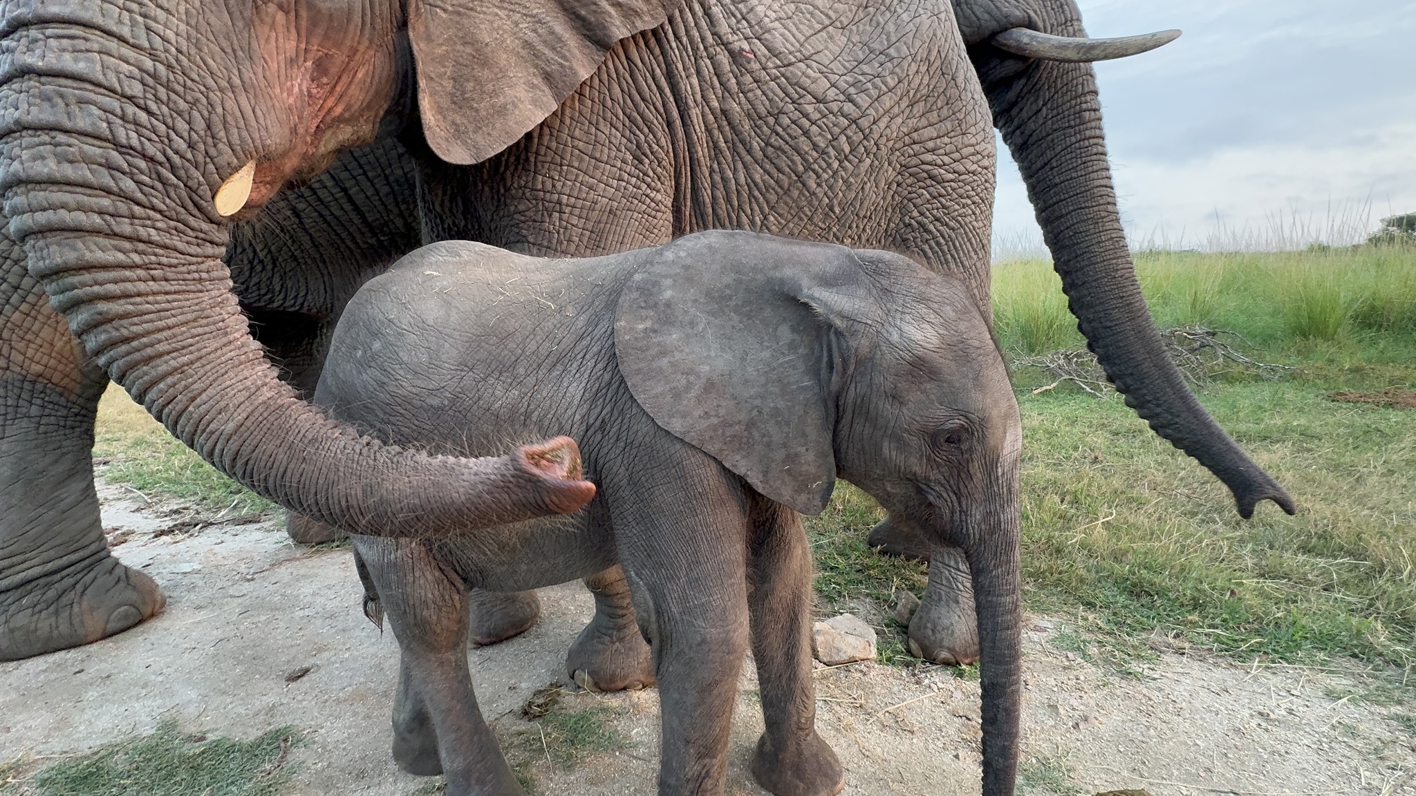 Baby Elephant Phabeni Gets A Drip From Dr Rogers
