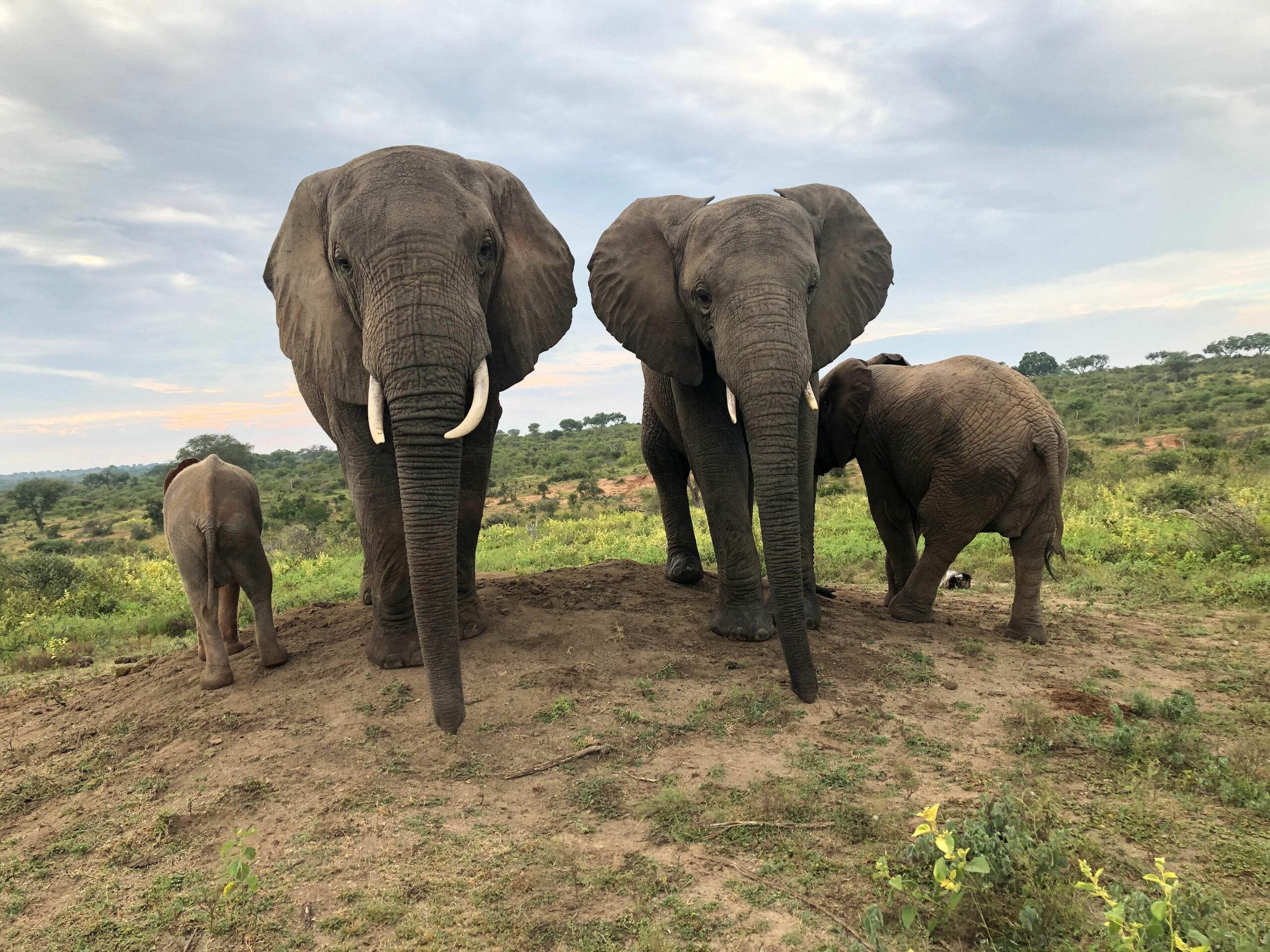 Eighteen Years of Elephant Big Sister, Limpopo