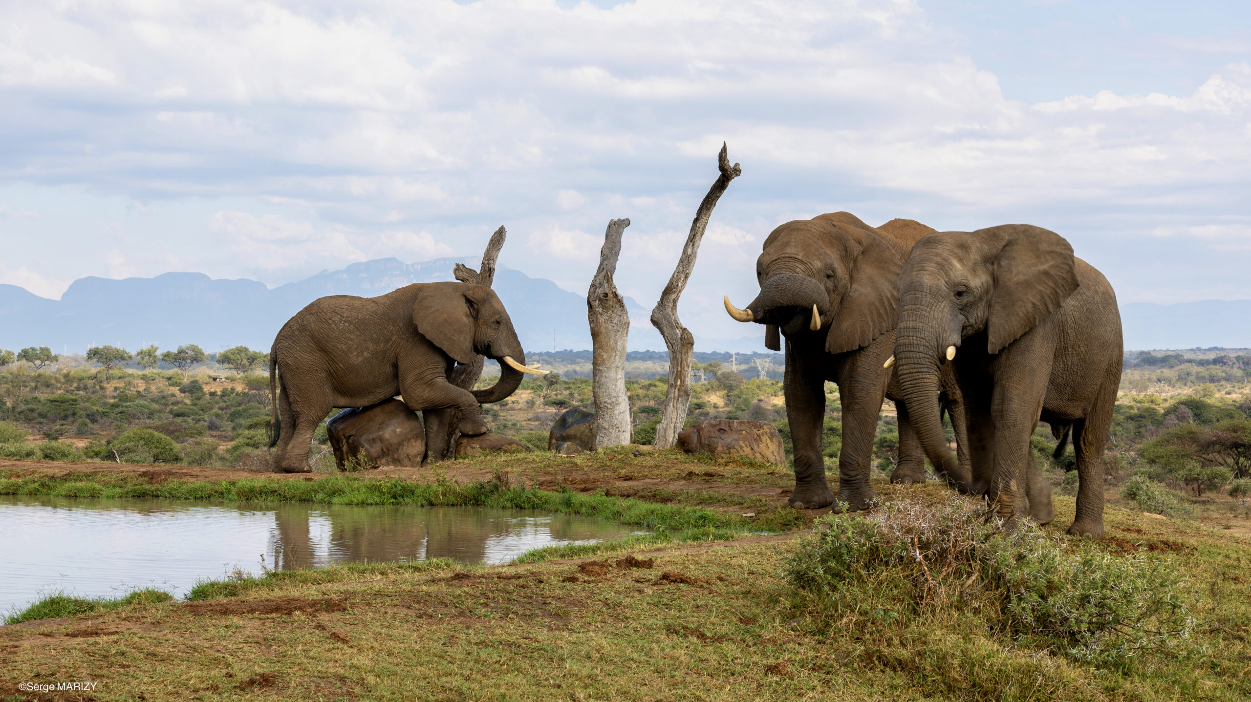 Sebakwe, Somopane and Fishan; The Father Figures of the Herd