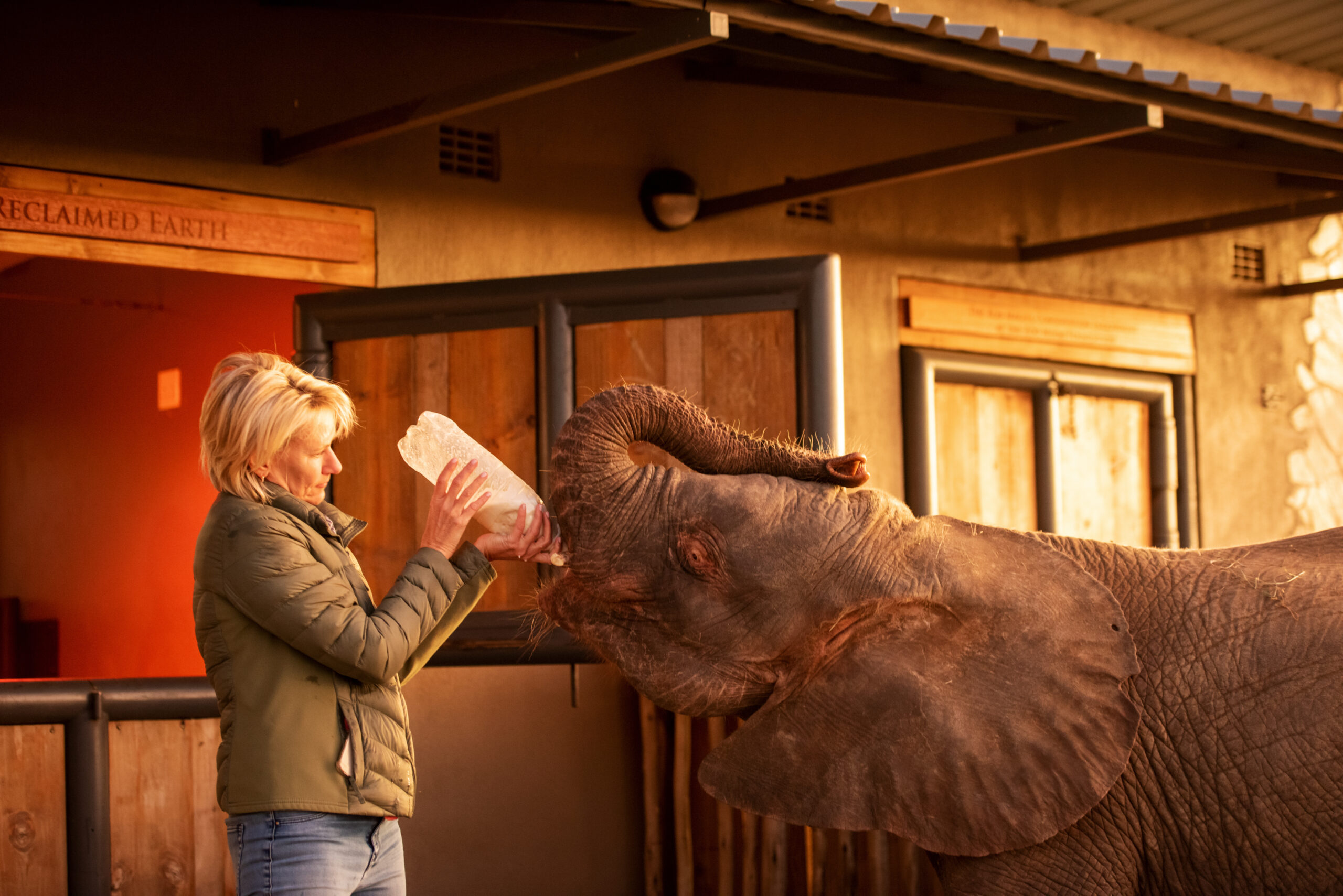 An Update on Khanyisa & Her Journey as an Elephant Orphan