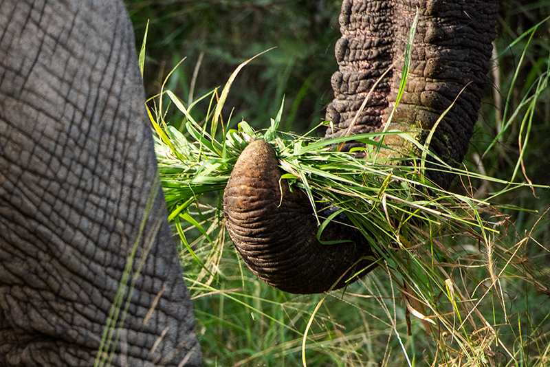 *Elephant Feed – Lucerne: Two bales for One Elephant per day