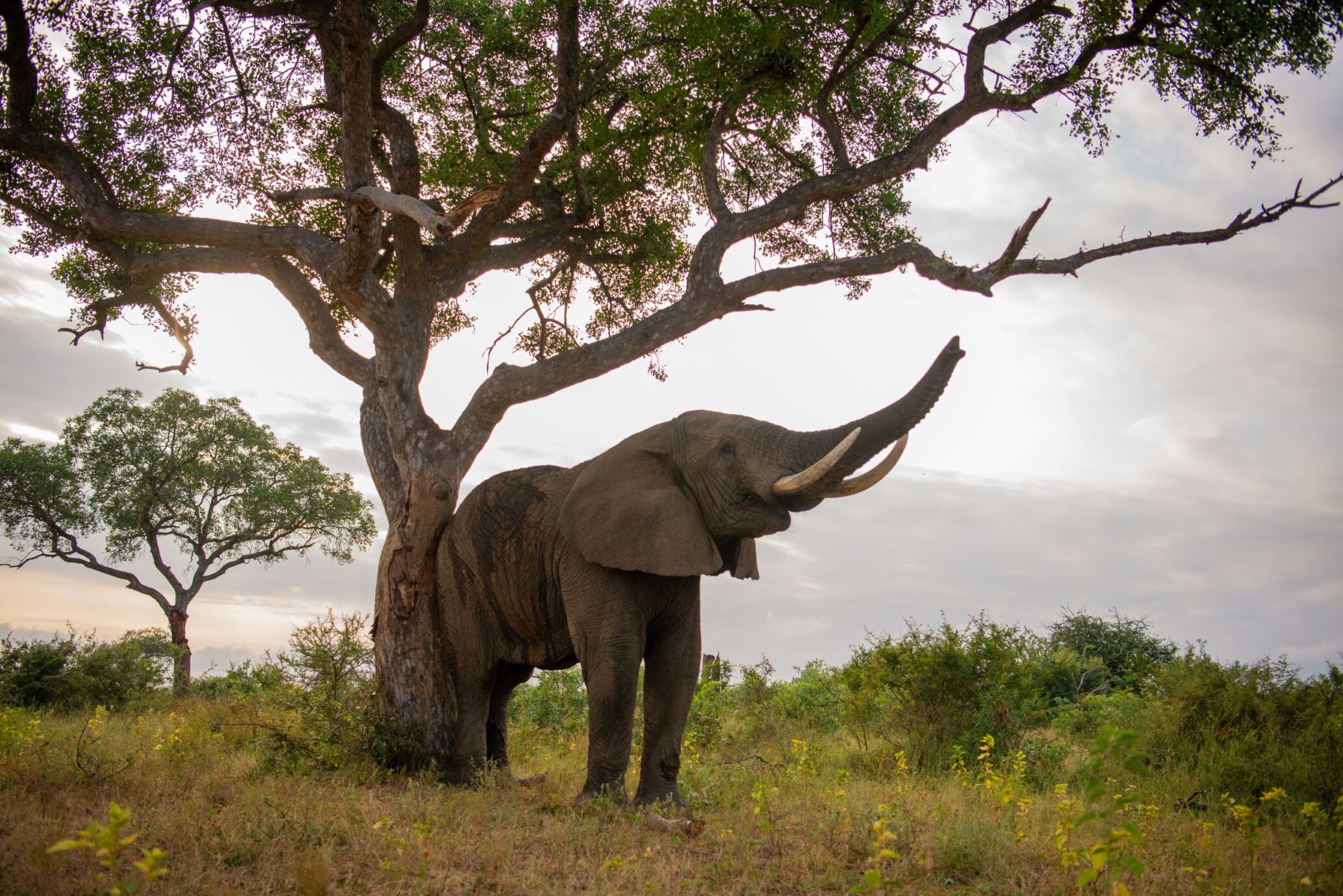 A Sustainable Elephant Herd Needs a Sustainable Home