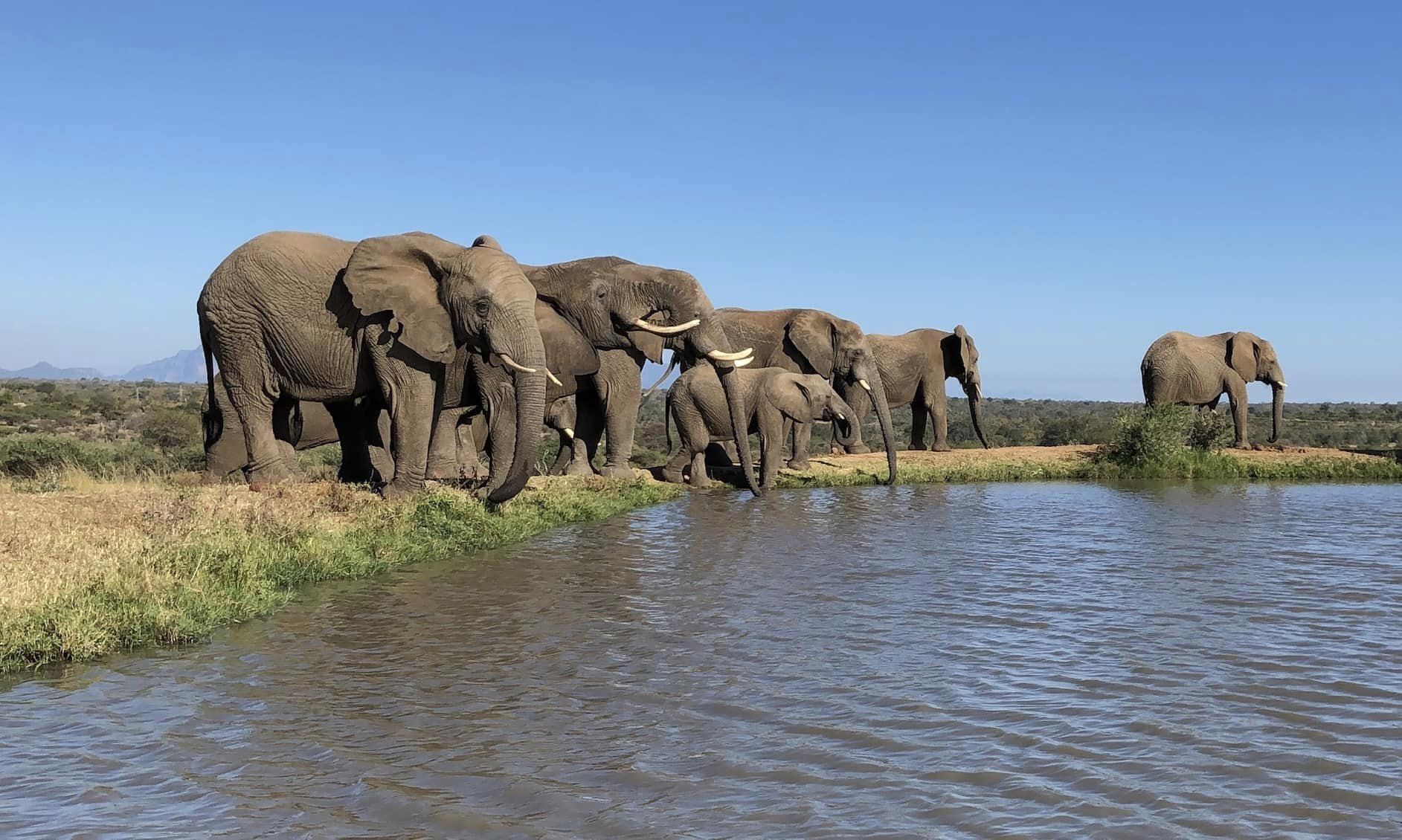 Download Your Weekend Elephant Assignment!
