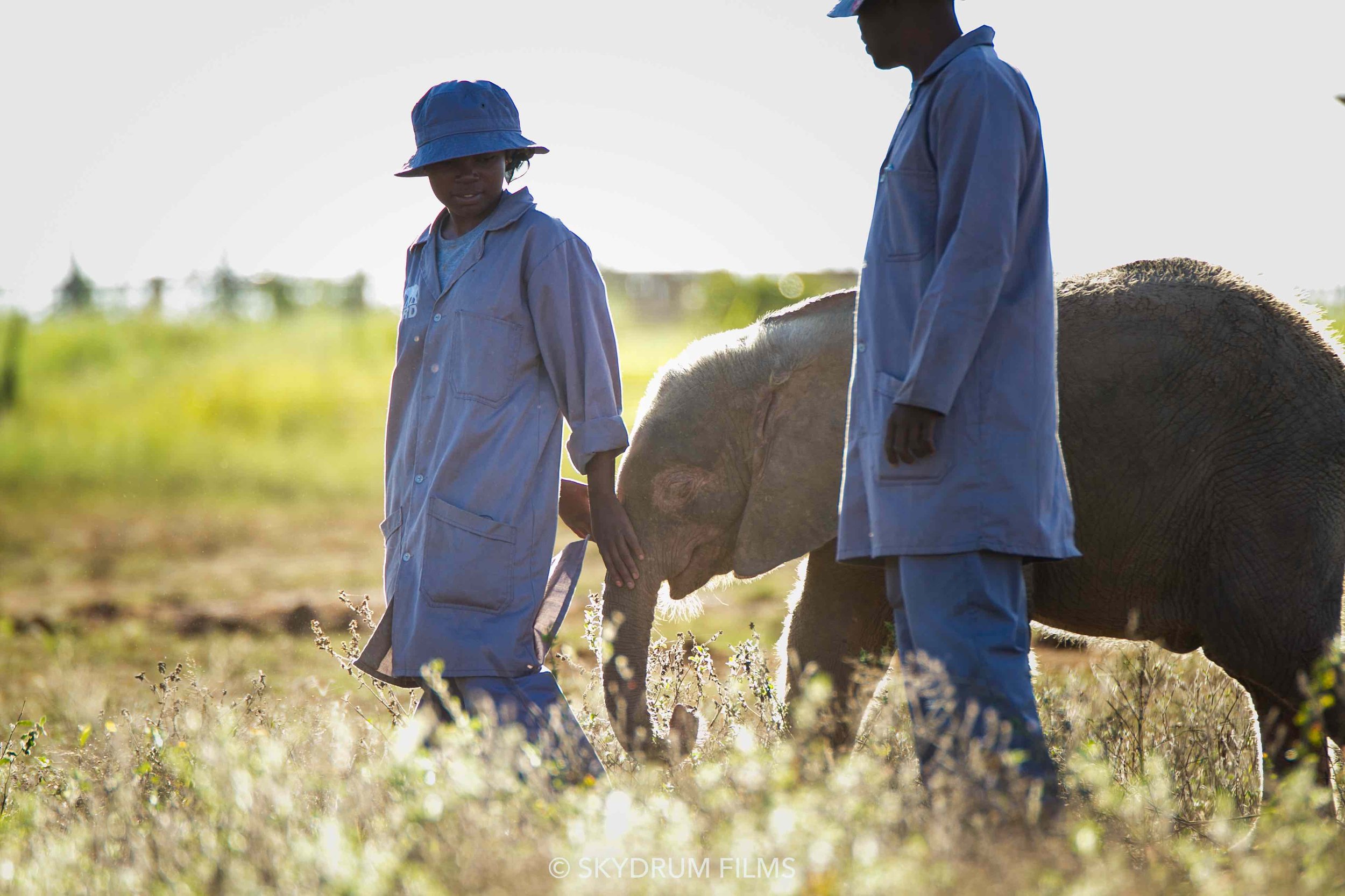 The Elephant Filmmaker — Meet Hermien