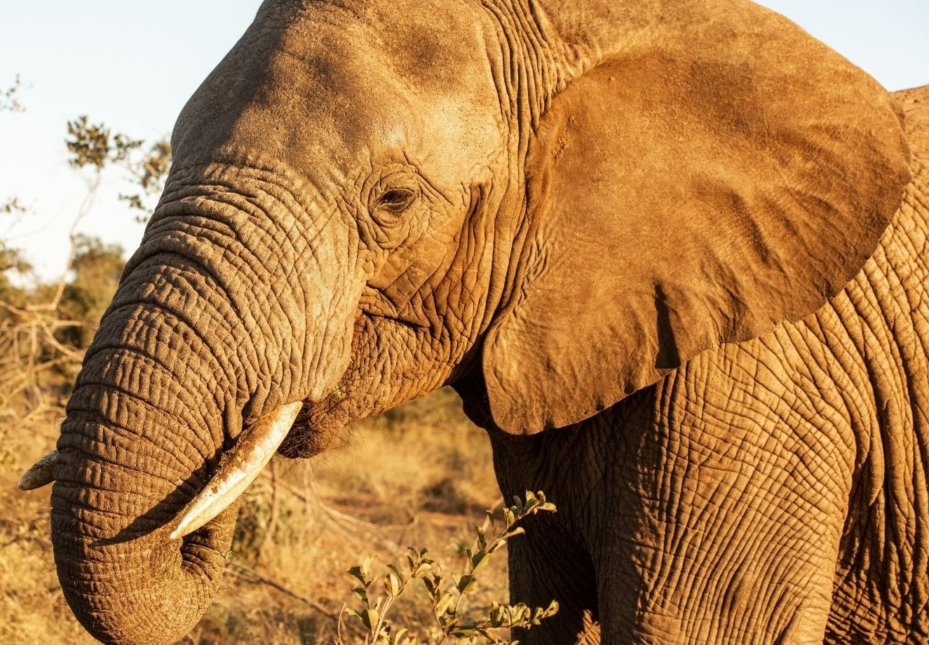 Kind, Caring Elephant Orphan Kumbura, the Ultimate Allomother