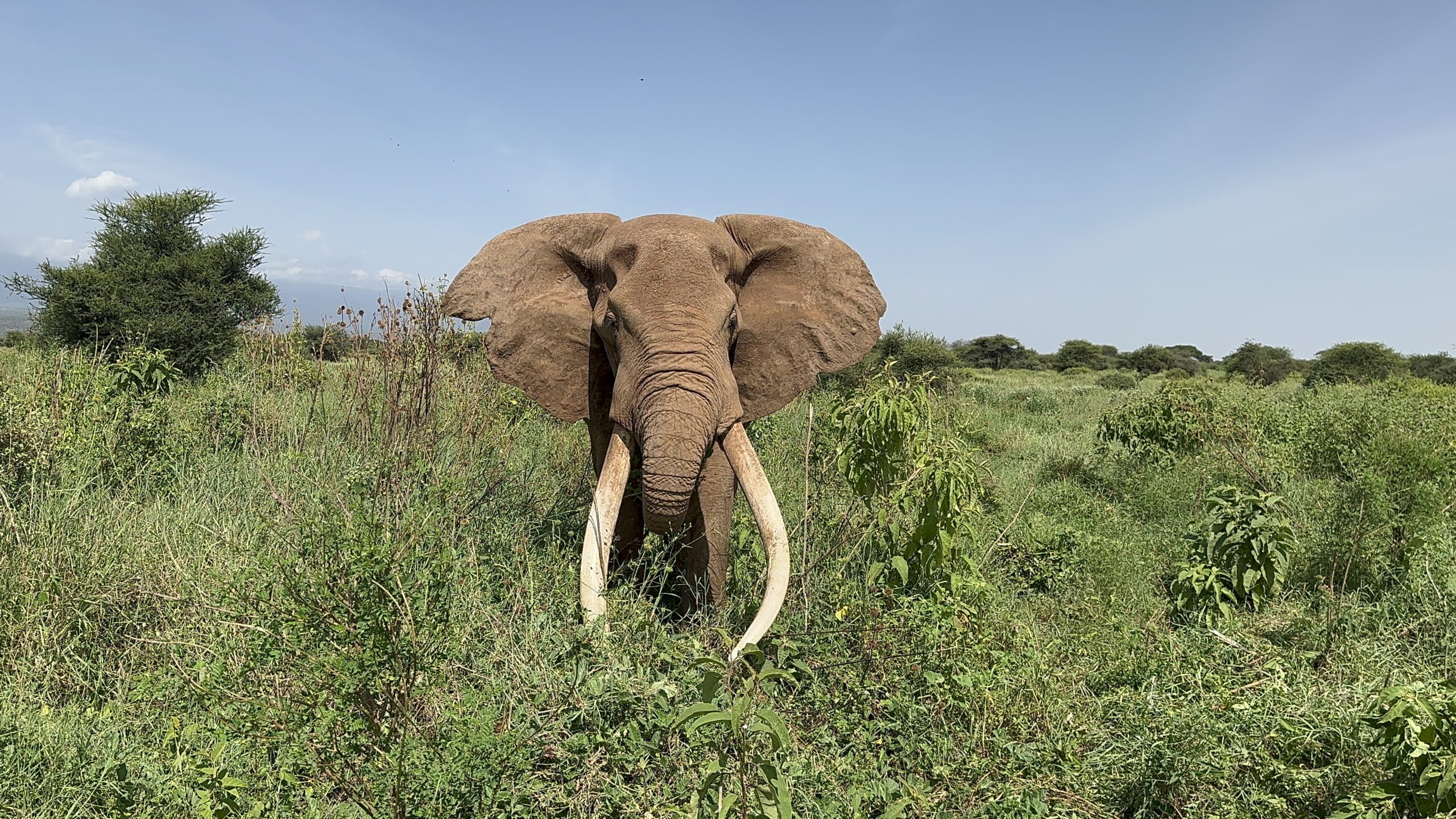 Adine’s Close-Up Encounter with the Super Tusker Elephant, Craig in Kenya