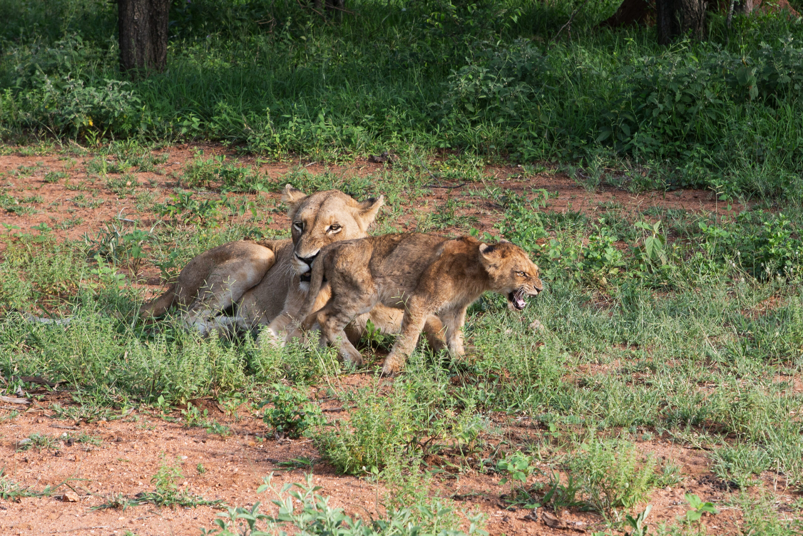 World Animal Day: Discovering Wildlife in Our Reserve