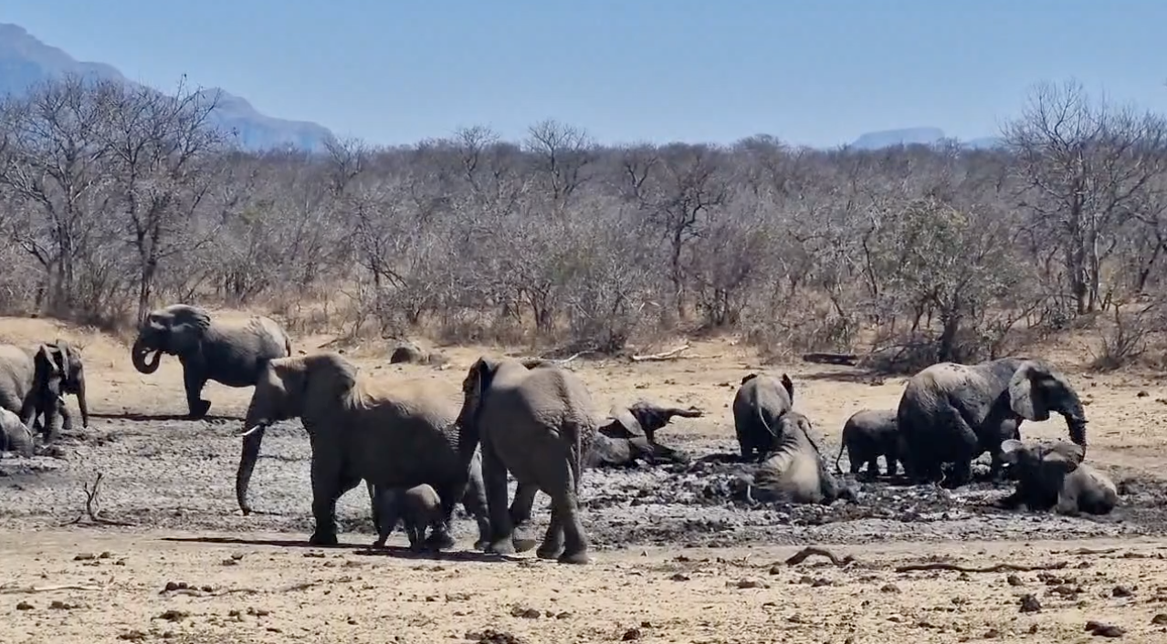 Protecting the Elephants’ Home During Drought