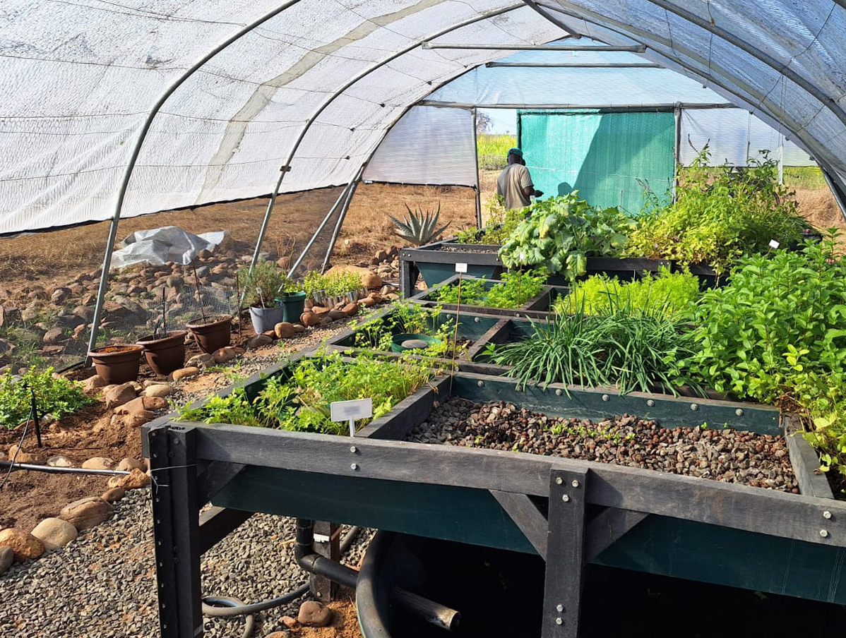 All About Our Aquaponics | A Thriving Food Oasis