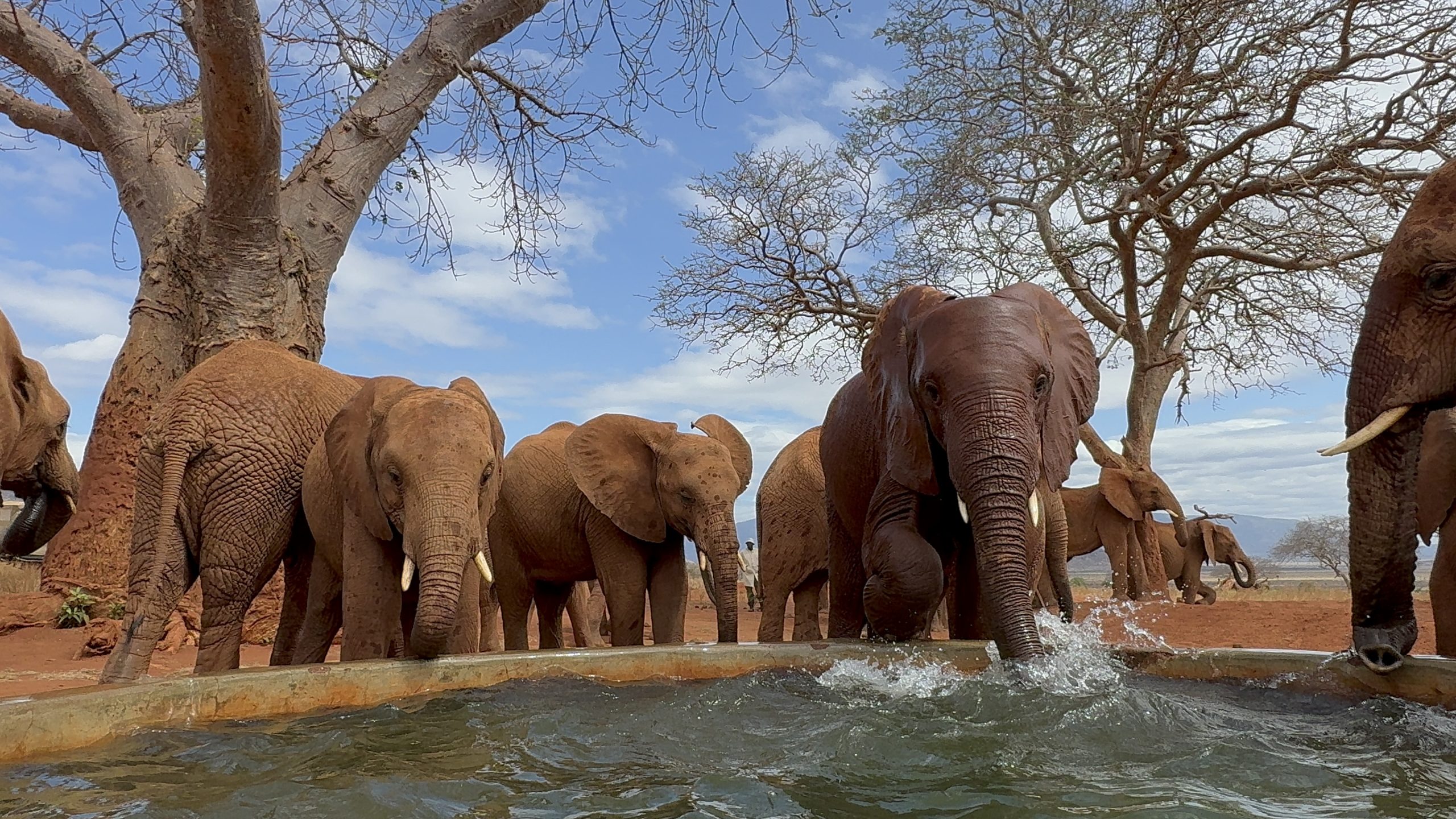 Adine Visits the Elephant Orphans at the Sheldrick Reintegration Unit in Kenya