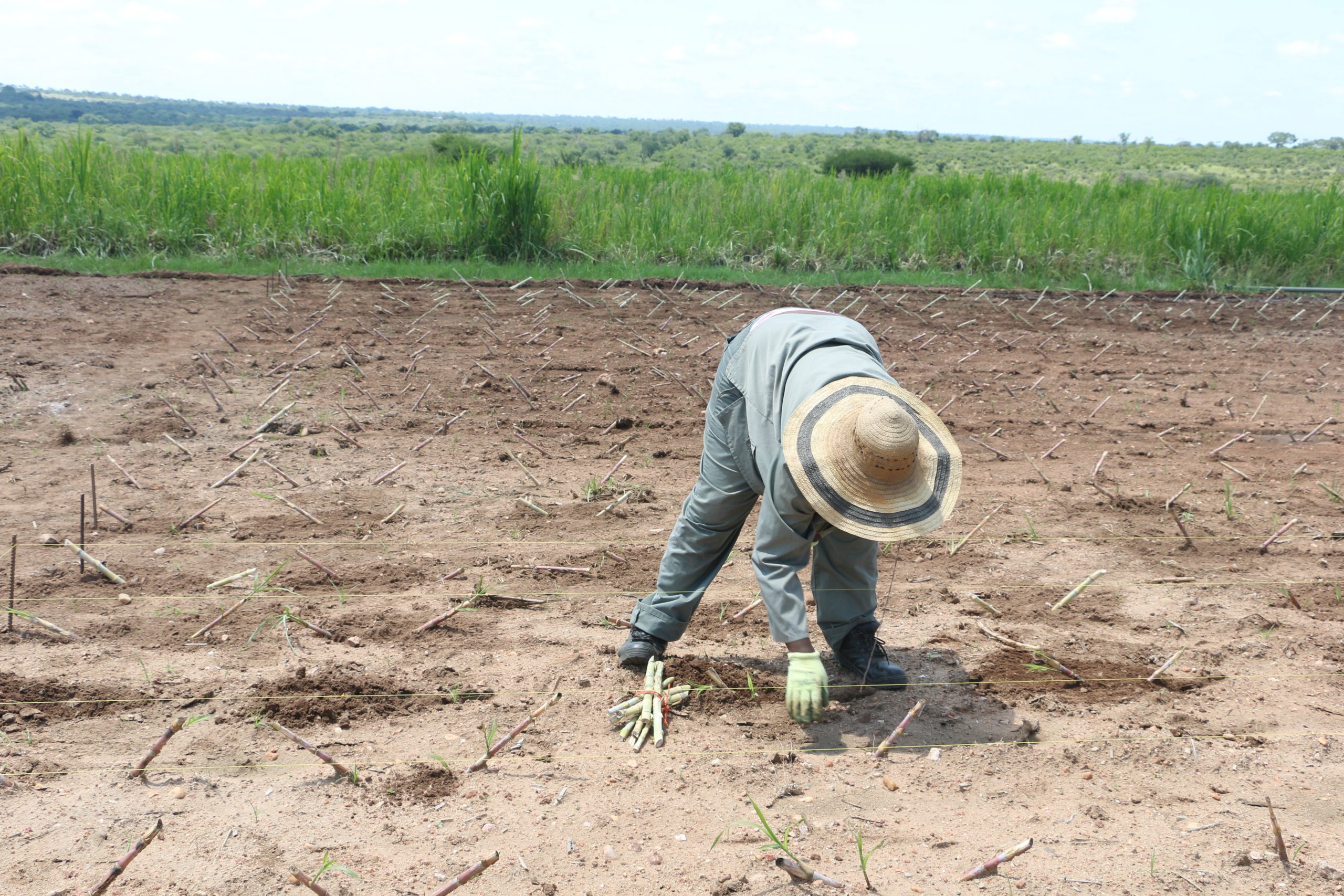Mission Replant Bana Grass | Growing Grass for the Elephants