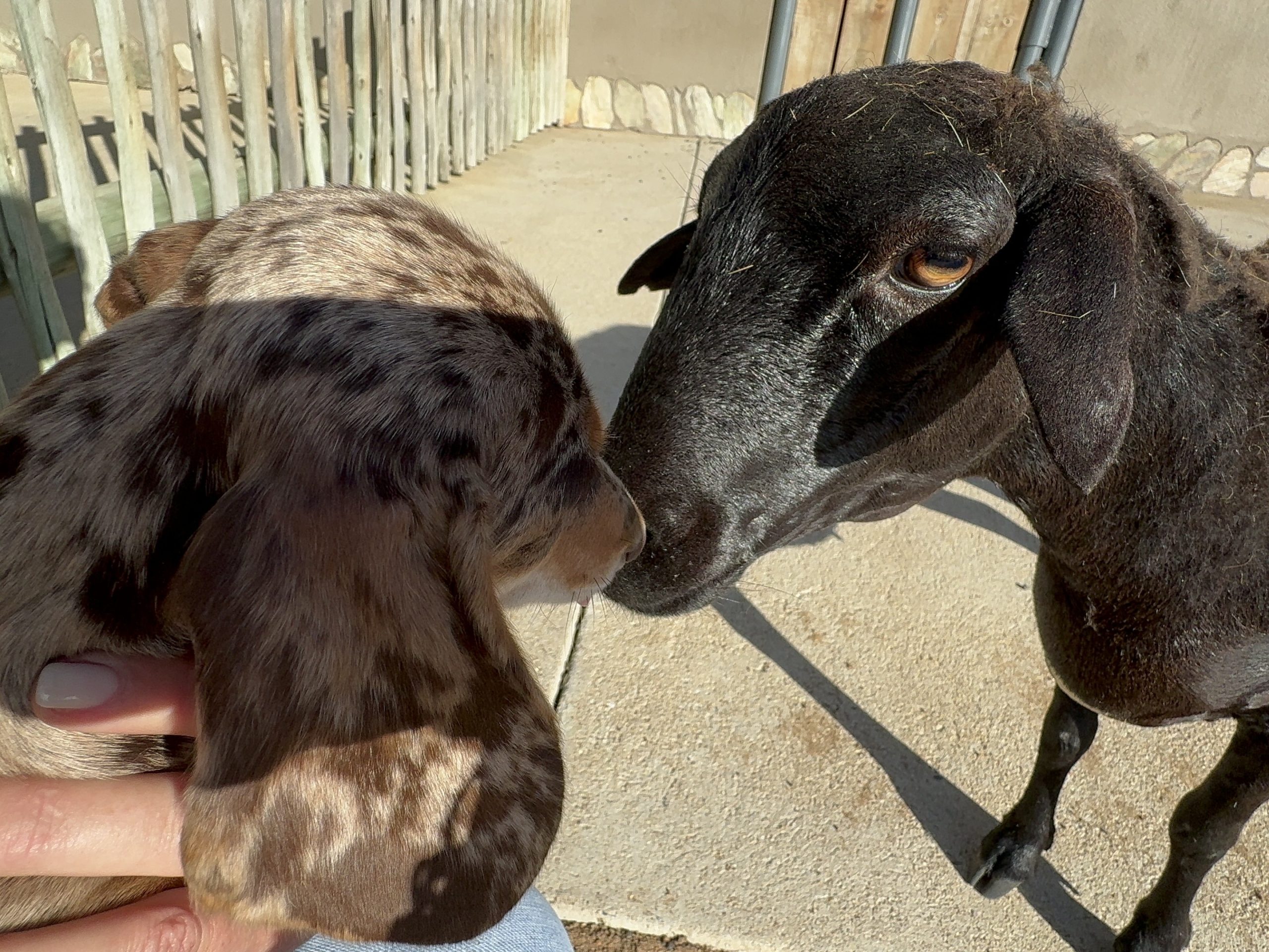 Welcoming Kimi: HERD’s Newest Fluffy Companion