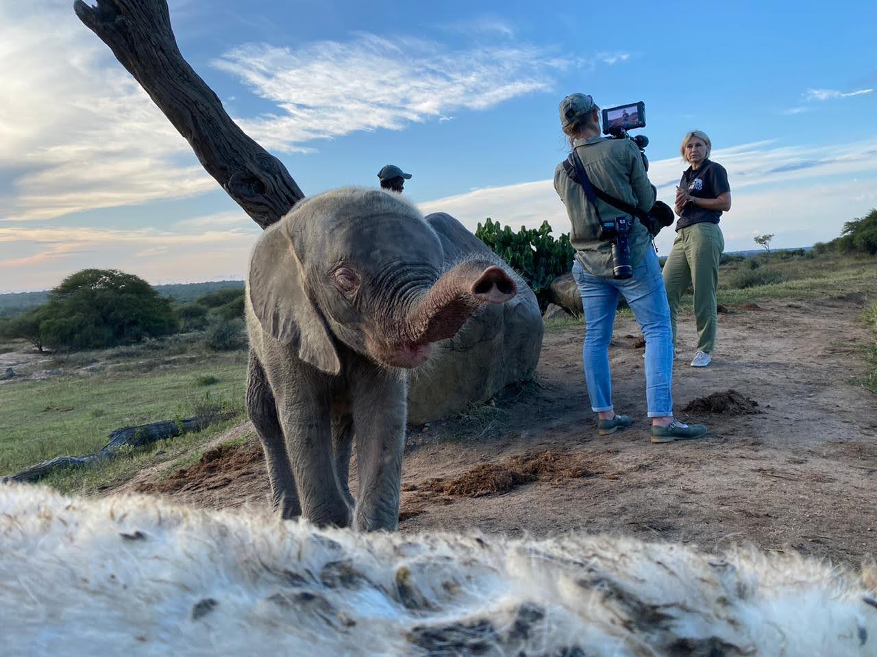 Diary of an Elephant Orphan | Streaming Now