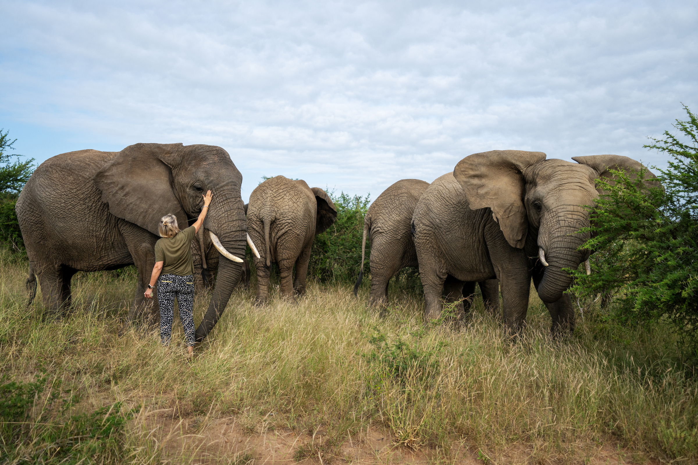 Honouring the Wisdom of Matriarchs this World Elephant Day