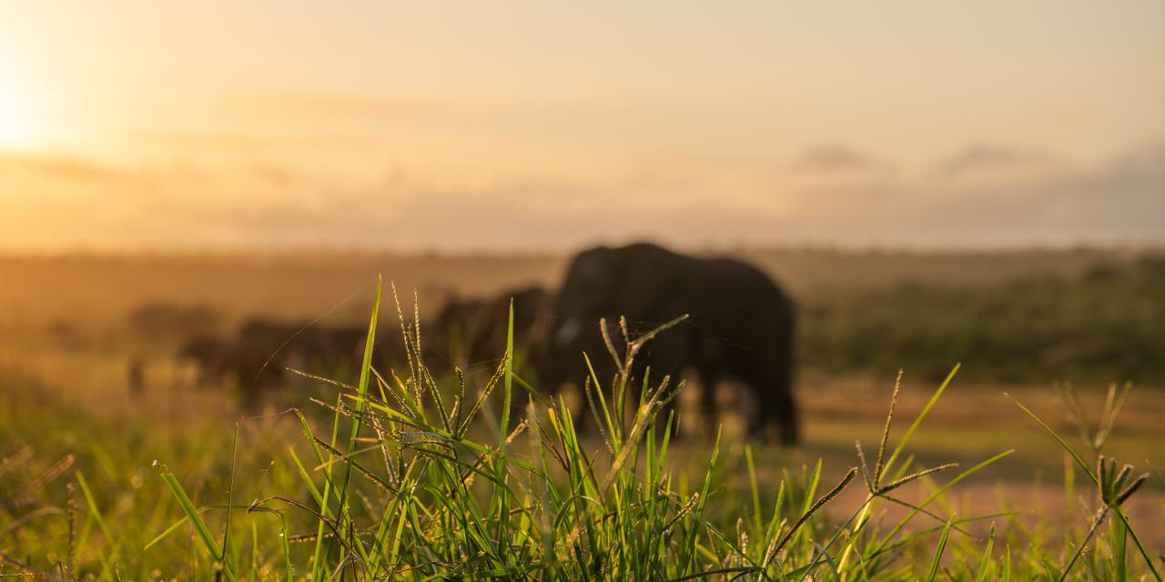 HERD Announces Update on Elephant Incident and Safety Measures