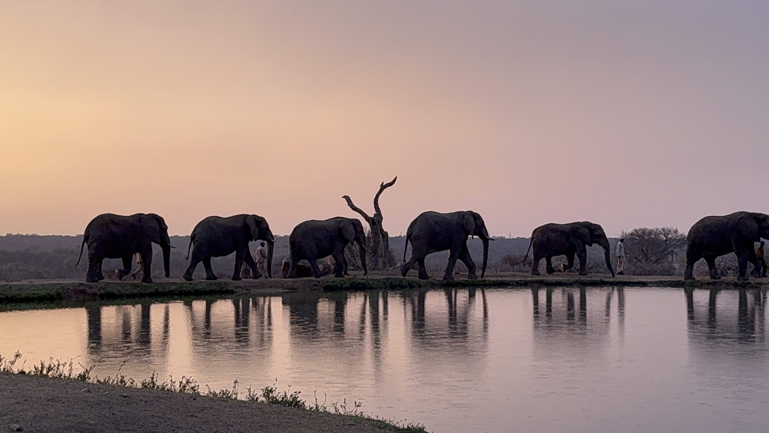 Understanding the Difficult Decision: Limpopo’s Journey and Our Commitment to Safety