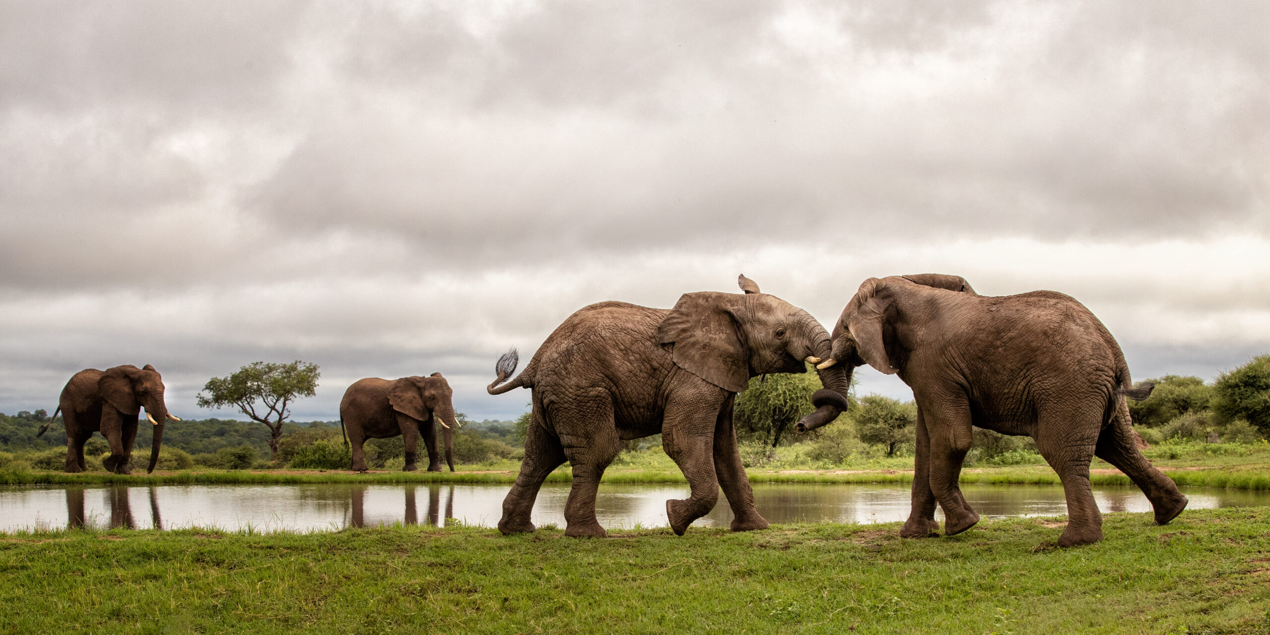 15 Years of Young Elephant Bull, Zindoga